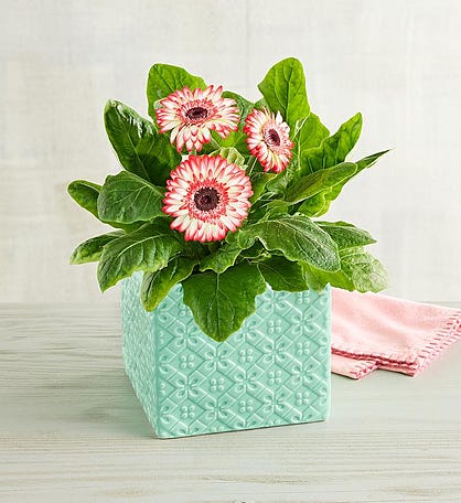 Pink Gerbera Daisy Plant Gift